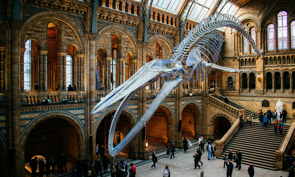 Interior of the Natural History Museum in London showing the suspended blue whale skeleton in the main hall.